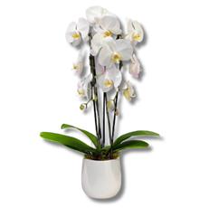 Cascade Orchid Luxury