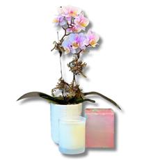 Mini Orchid Glimmer Set
