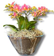 Fragrant Coral Mini Orchids